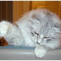 Siberian