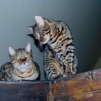 Bengal