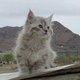 Desert Lynx