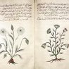 Herbs and Herbalism