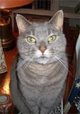 American Shorthair