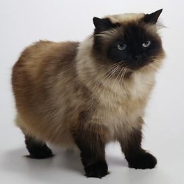 Himalayan