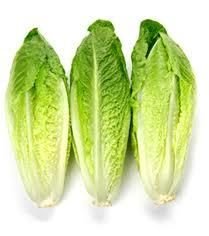 Romaine Lettuce