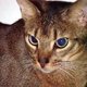 Abyssinian