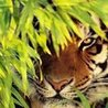 Animals and Nature