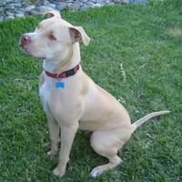 Pit bull