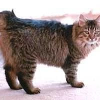 American Bobtail