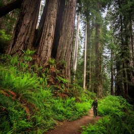 Redwood National and State Parks